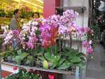 Hong Kong- Fabulous orchids at the flower market.