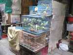 Hong Kong- There were SO many birds chirping and squawking at the bird market!