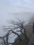 Whew! Spooky old trees!