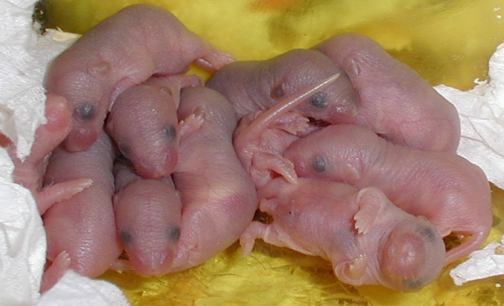 Wonder Babies