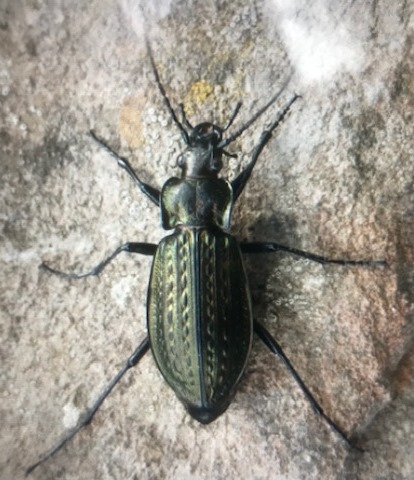 ground_beetle