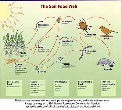 Soil Food Web