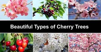 cherry trees