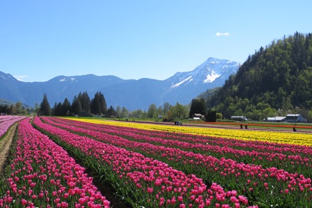 tulips