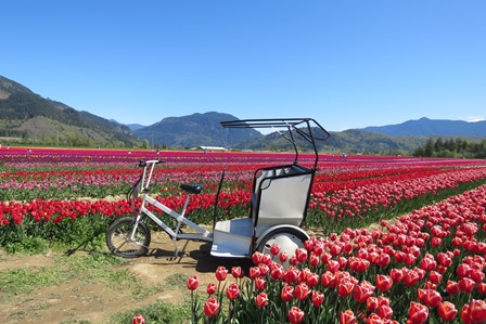 tulips