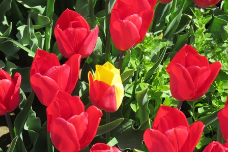 tulips