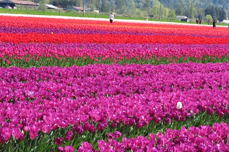 tulips