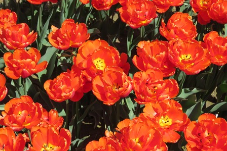 tulips