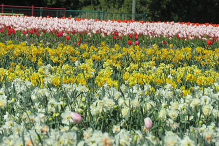 daffodils