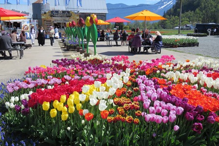 tulips