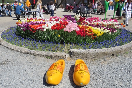 tulips