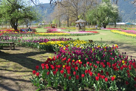 tulips