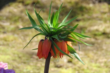fritallary