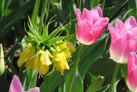 fritallary