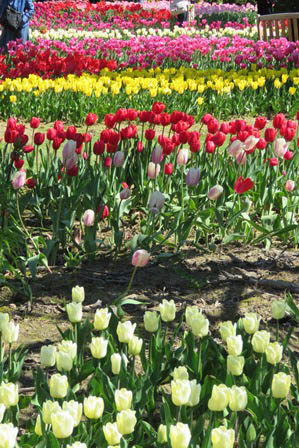 tulips