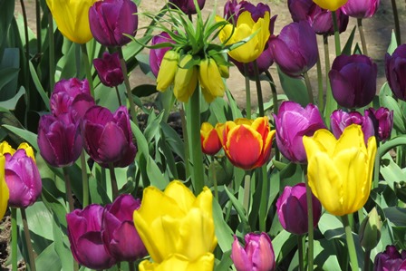 tulips