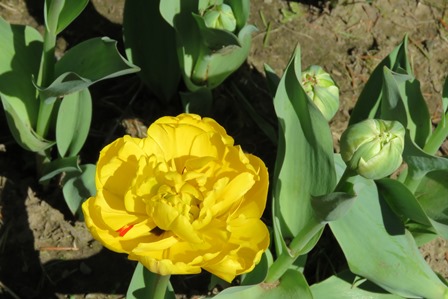 tulips