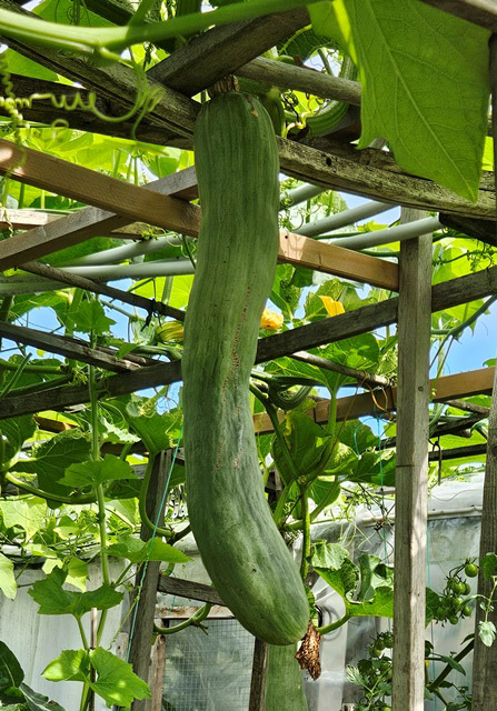 big gourd