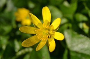 lesser celandine