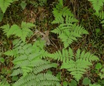 oak fern