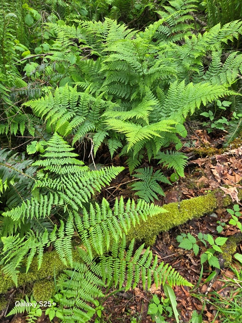 bracken vs wood ferns