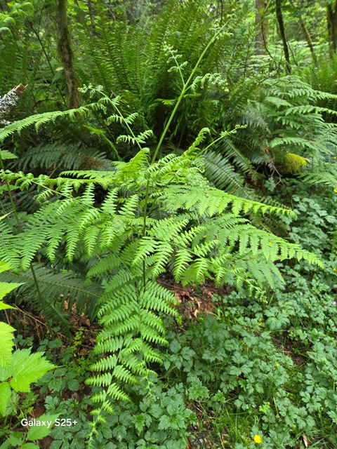 bracken fern