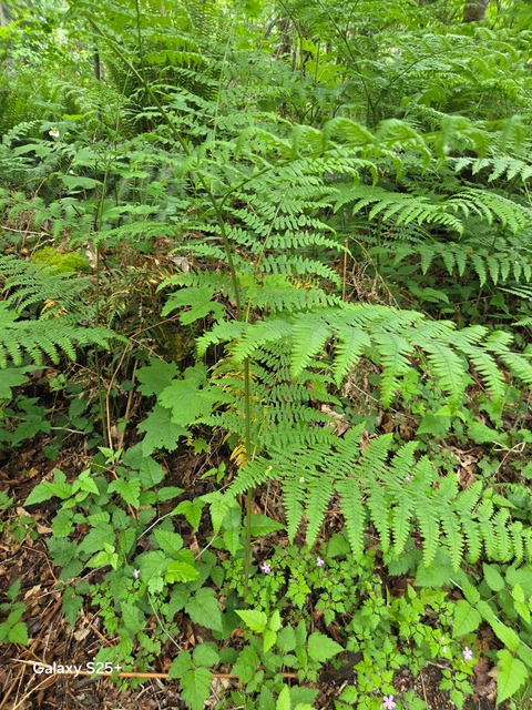 bracken frn
