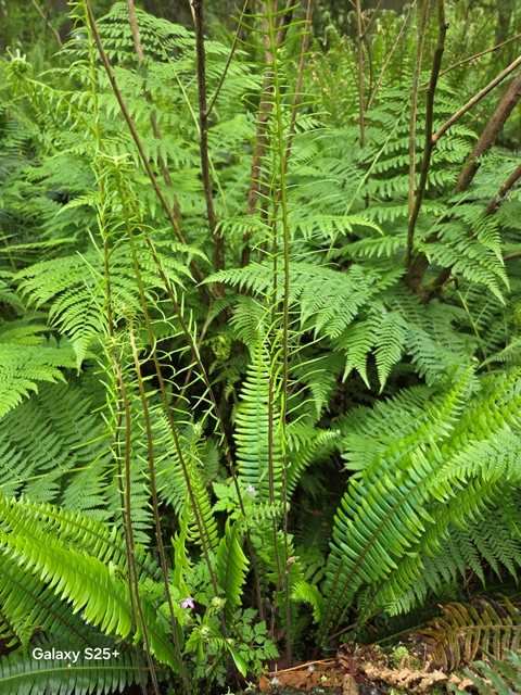 deer fern