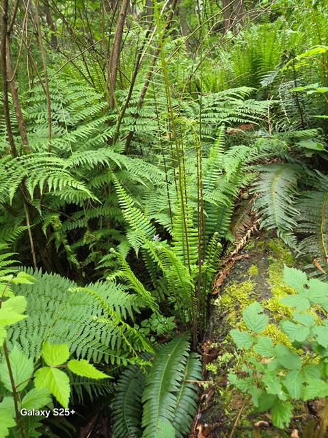 deer fern