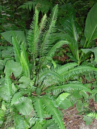 deer fern