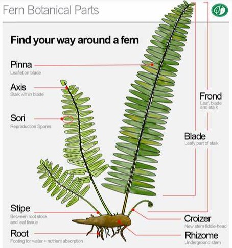 ferns-botanical parts
