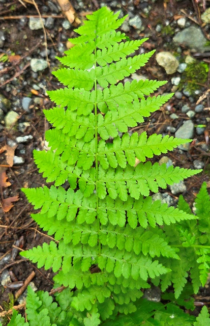 ladyfern