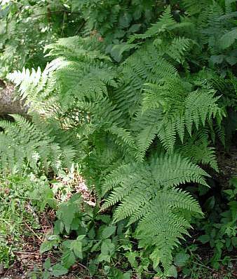 ladyfern