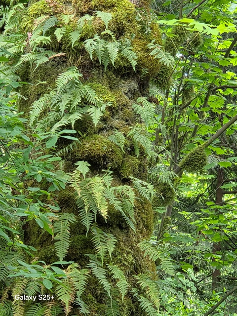 licorice fern