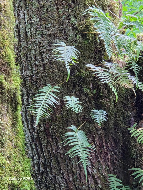 licorice fern