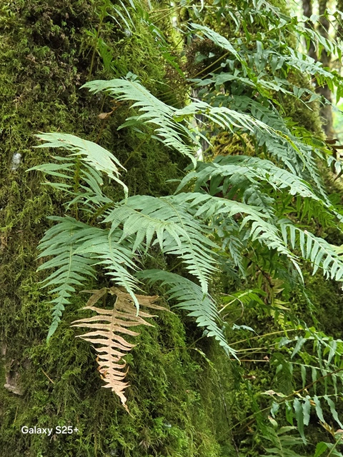 licorice fern