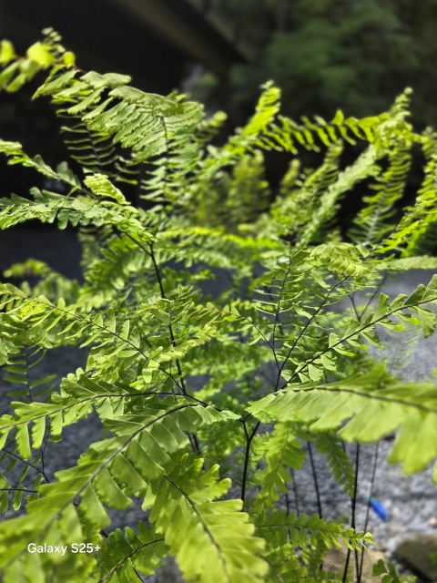 maidenhair fern