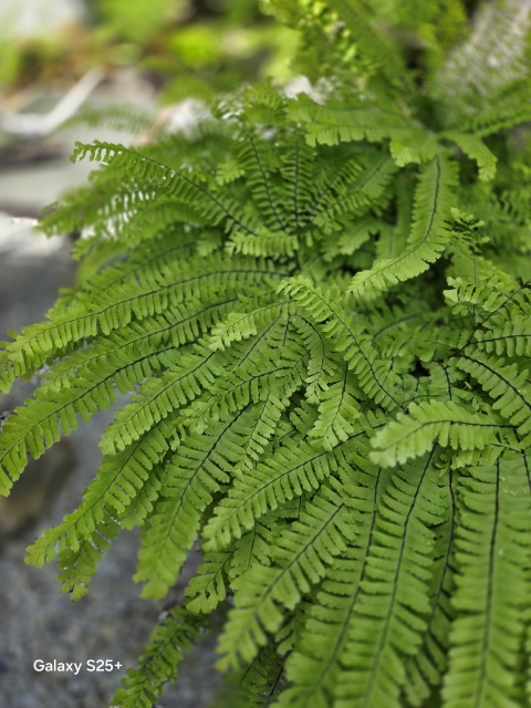 maidenhair fern