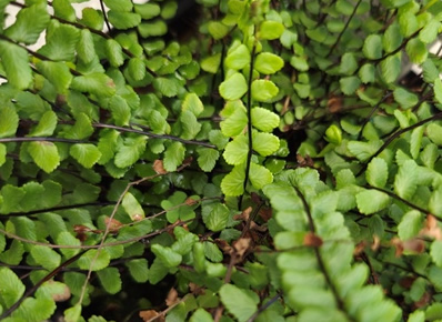 maidenhair spleenwort
