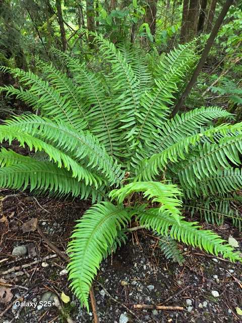 swordfern