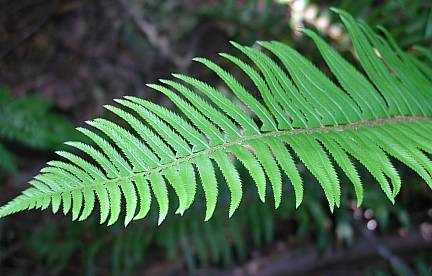 swordfern