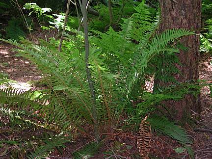 swordfern