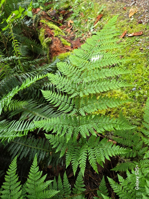 wood fern