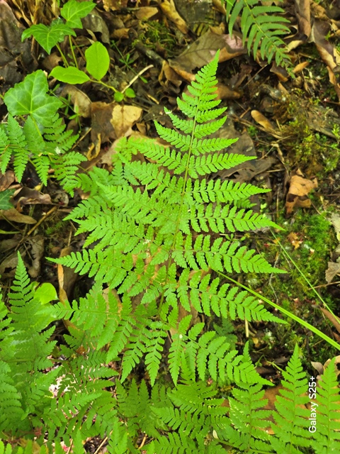 wood fern