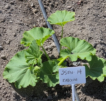 kabocha