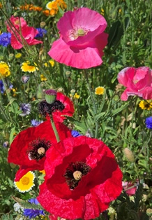 poppies