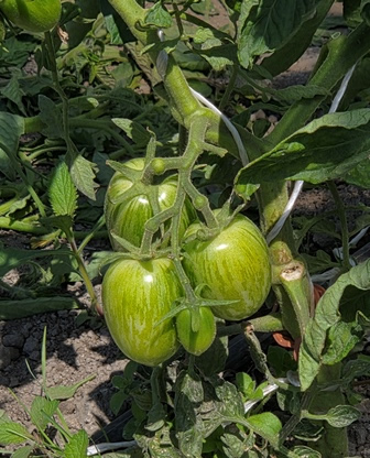 tomatoes