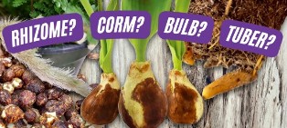 tubers, corms, rhizomes