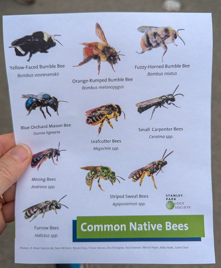 BC native bees