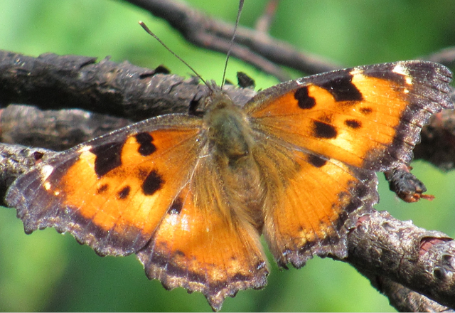 Claifornia Tortoiseshell Butterfly